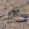 Vazka cernoritna - Orthetrum cancellatum 8397